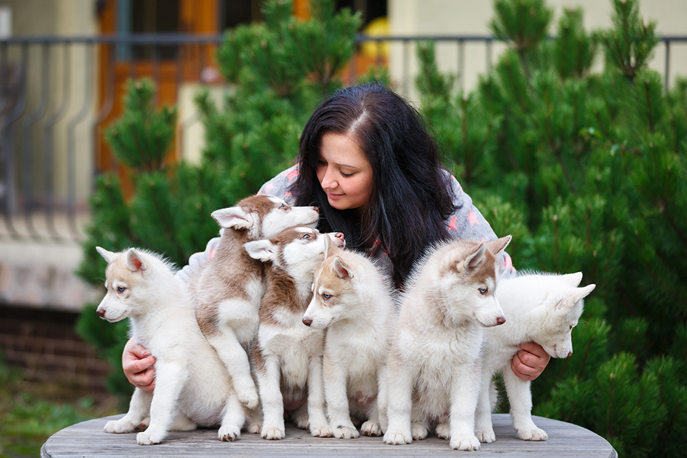 Come Scegliere le Migliori Crocchette per Cani per Allevamenti